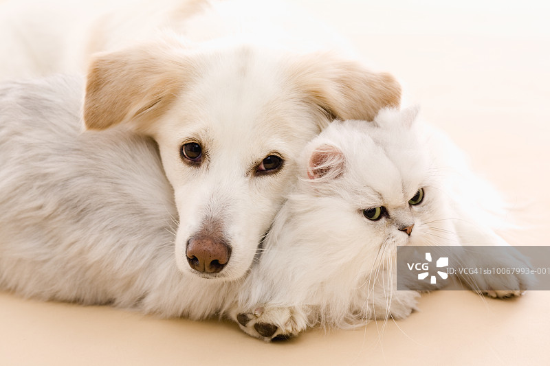 猫和狗的影棚照图片素材