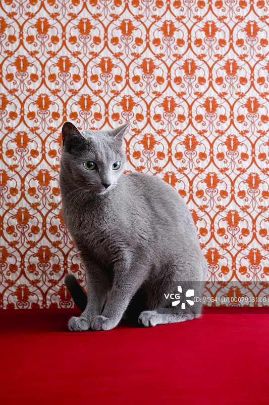 俄罗斯蓝猫和壁纸背景图片素材