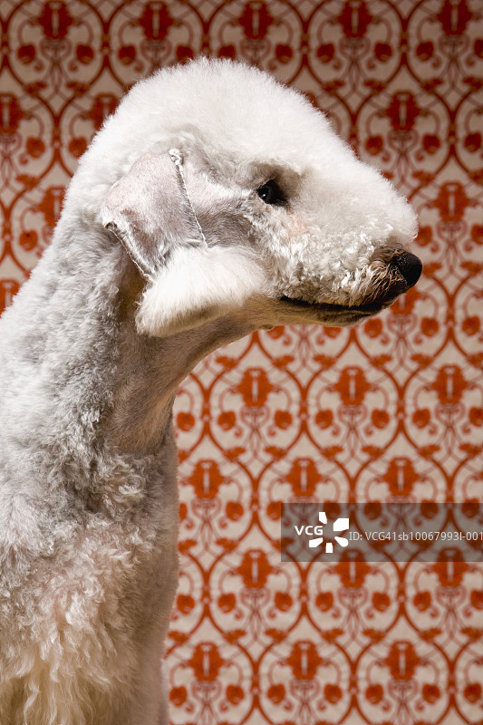 贝灵顿梗犬的影棚照图片素材