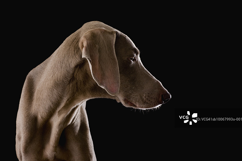 黑色背景下的魏玛犬图片素材