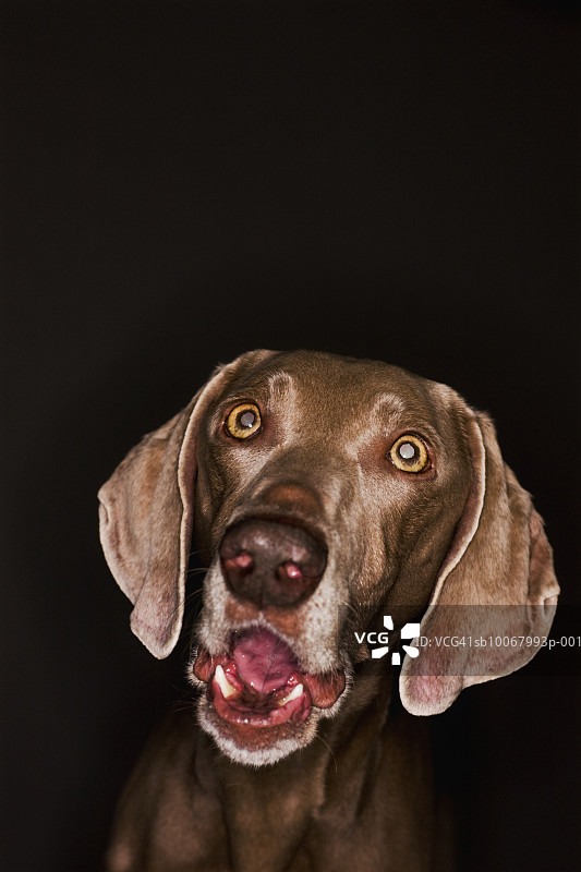 魏玛犬嚎叫特写影棚照图片素材