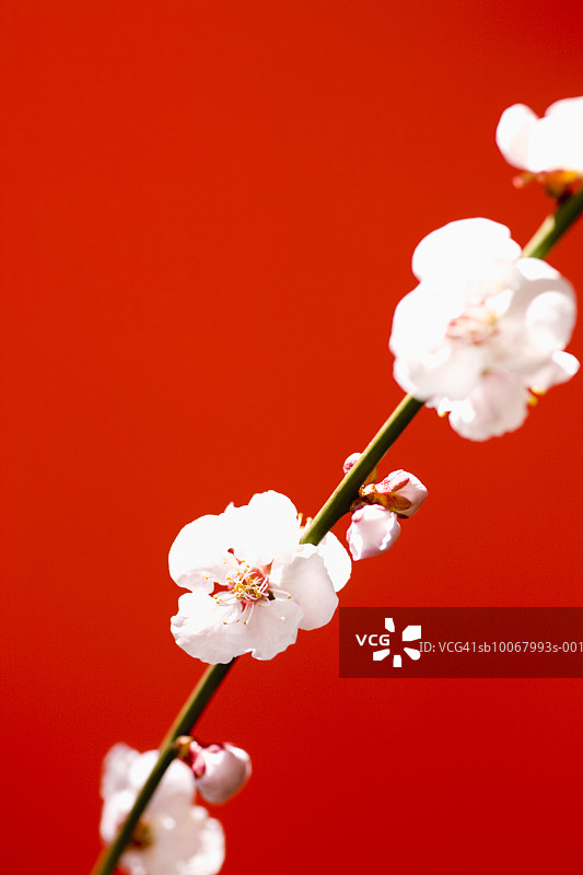 日本梅花特写图片素材