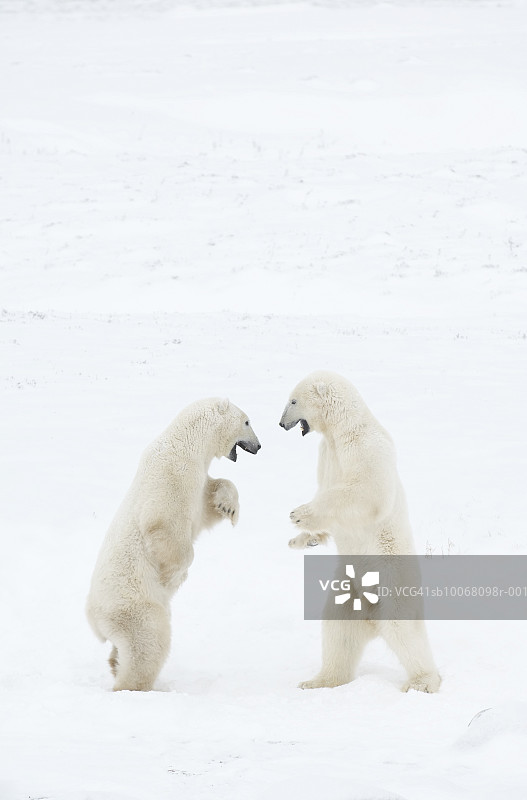 加拿大小镇丘吉尔两只北极熊的搏斗图片素材