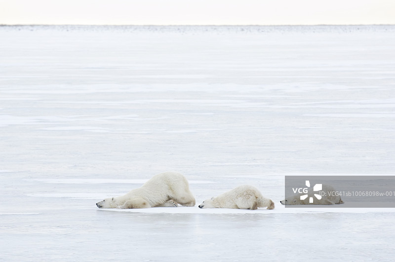 加拿大马尼托巴省丘吉尔，雌性北极熊和两只幼崽在冰上行走，侧视图图片素材