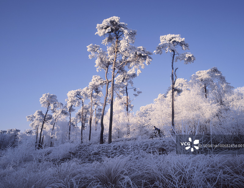 荷兰北布拉班特省的雪景森林图片素材