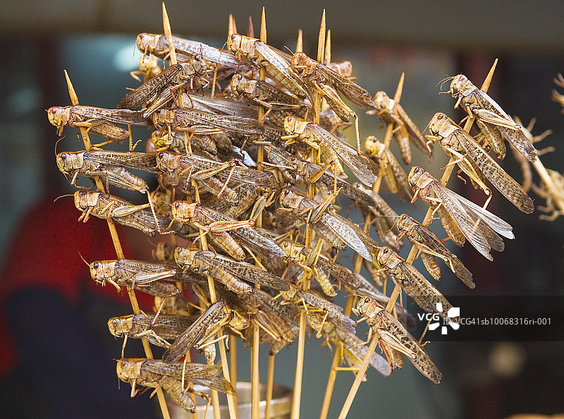 中国北京东华门夜市的烤蚱蜢图片素材