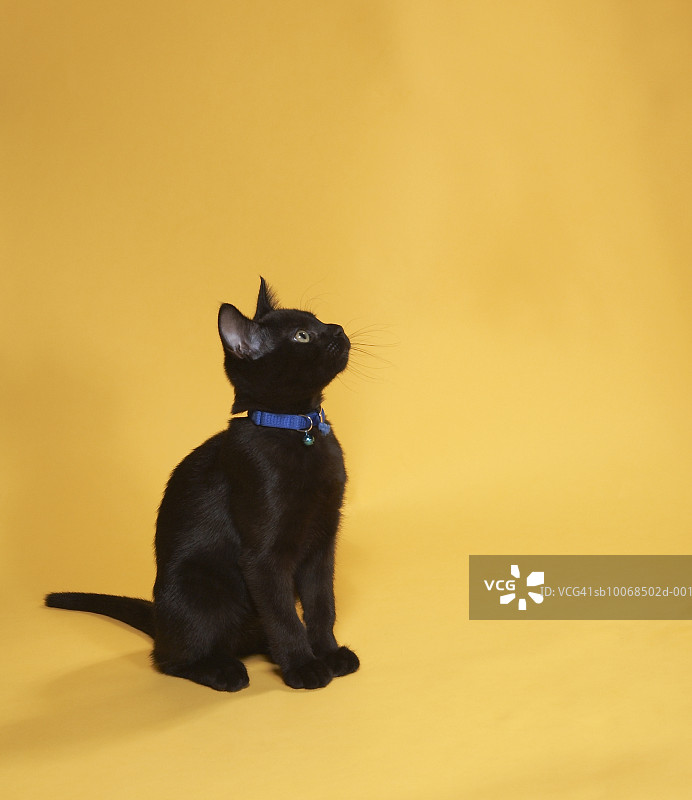 戴着项圈的黑色小猫，工作室拍摄图片素材