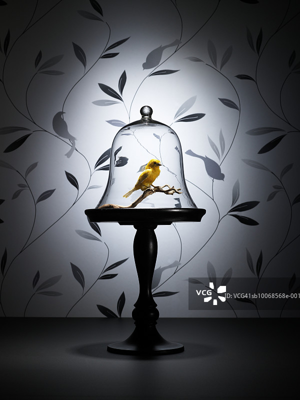 玻璃罩下的金丝雀标本图片素材