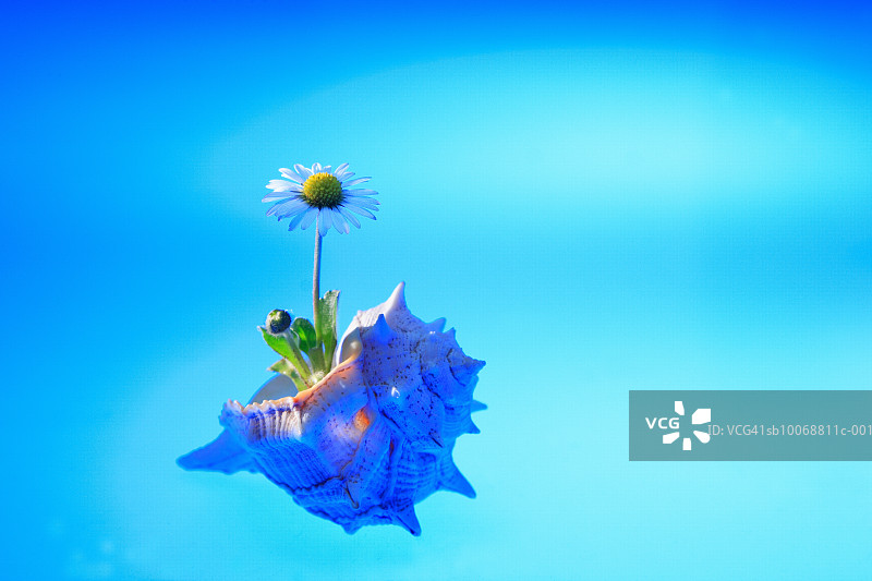 贝壳中生长的雏菊图片素材