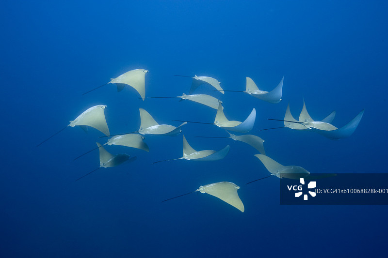 水下一群金黄牛鼻鲼图片素材