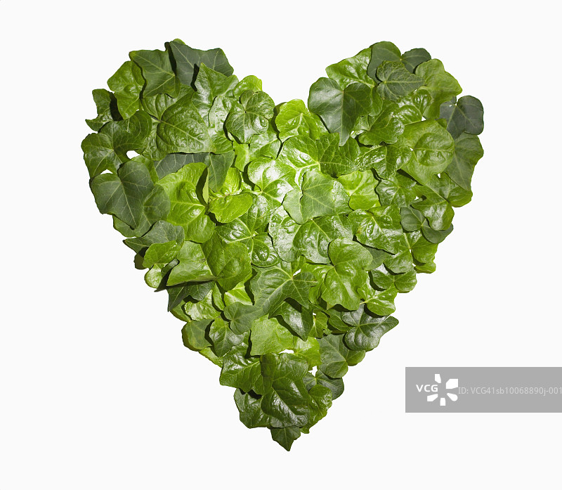常春藤叶组成的心形符号特写图片素材