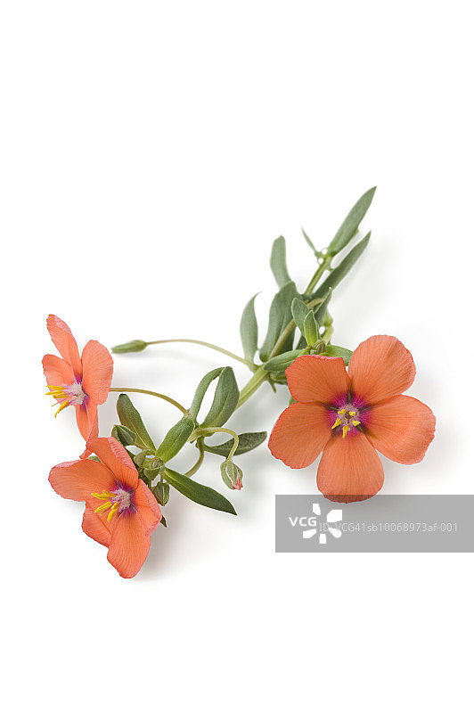 studio拍摄的盛开的星星草图片素材