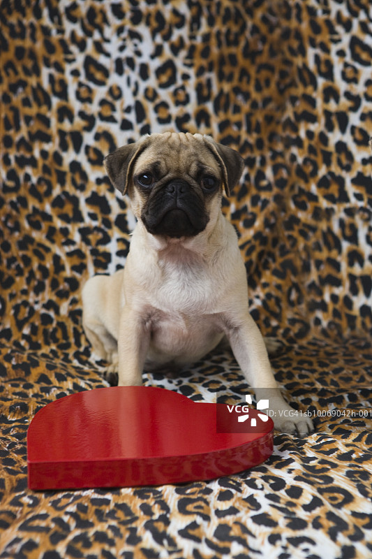 坐在动物纹背景前的巴哥幼犬图片素材