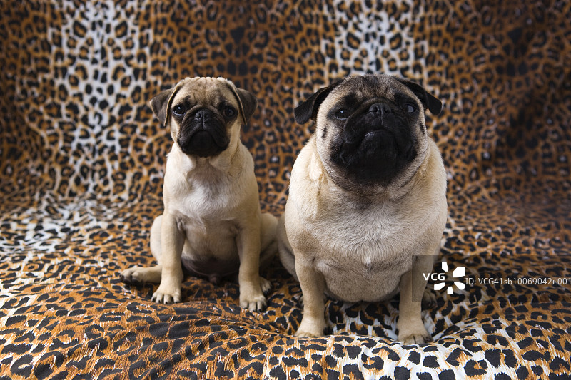 两只巴哥犬坐在动物纹背景前图片素材