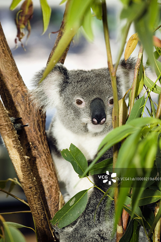 树上休息的考拉图片素材