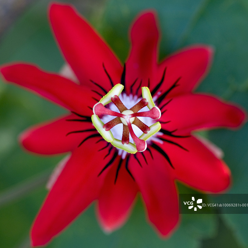 红色的西番莲或红色西番莲（西番莲科）图片素材