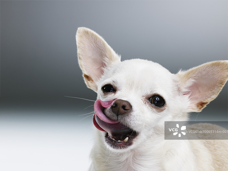 白色吉娃娃舔嘴唇特写图片素材