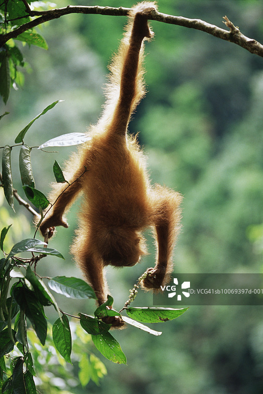 猩猩（Pongo Pygmaeus）悬挂在树枝上采摘水果图片素材