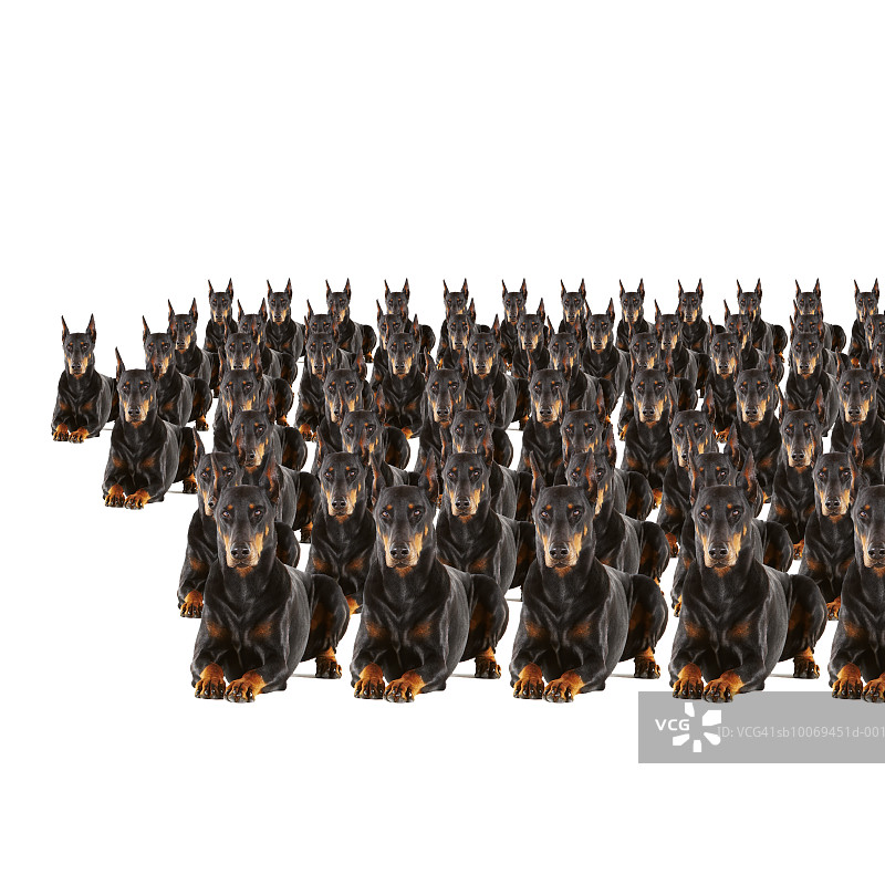 白色背景上的一群杜宾犬（数字合成）图片素材