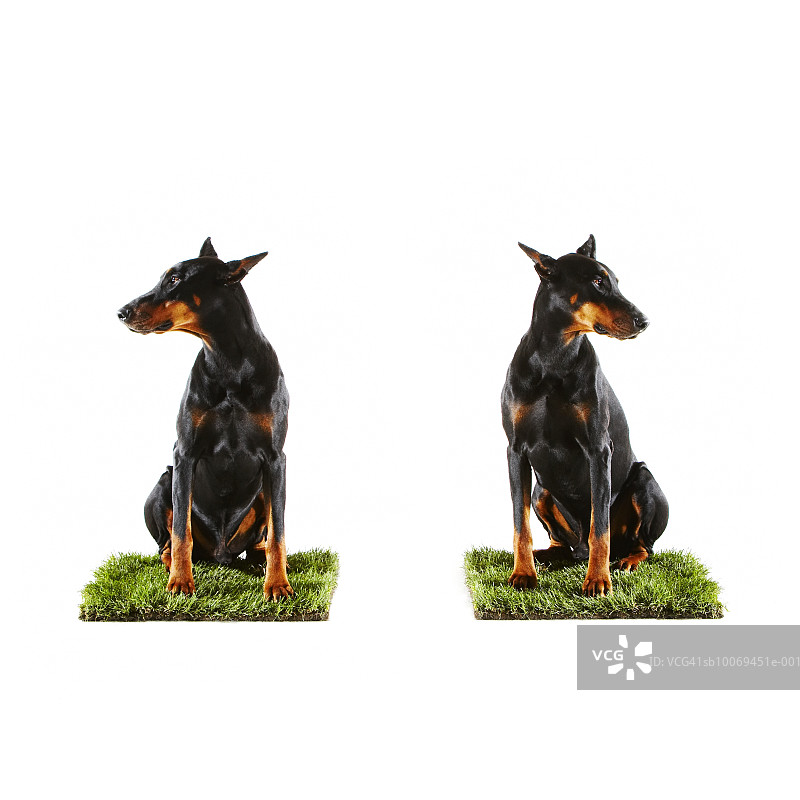 两只坐在草地上的杜宾犬图片素材