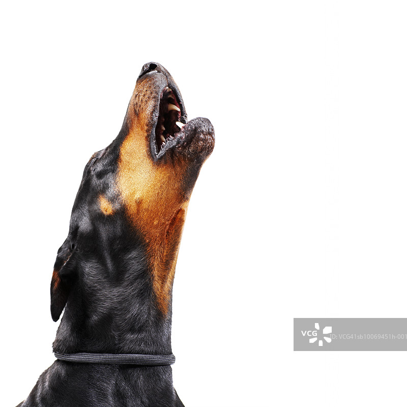 杜宾犬的嚎叫特写图片素材