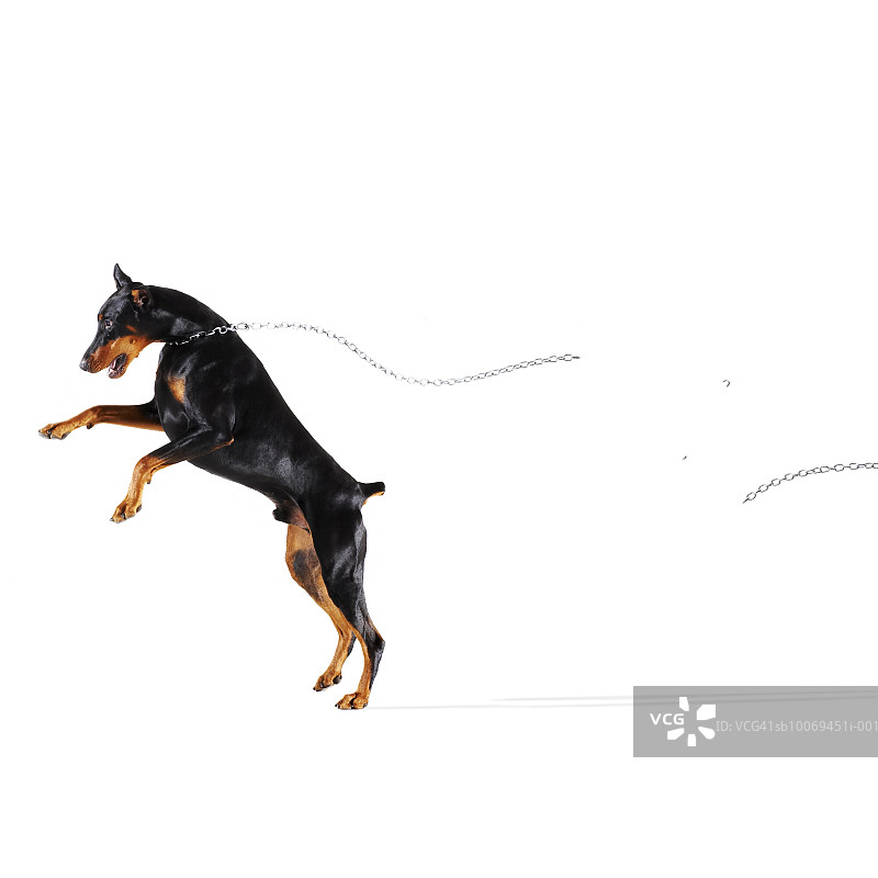 杜宾犬挣脱链条奔跑离去图片素材