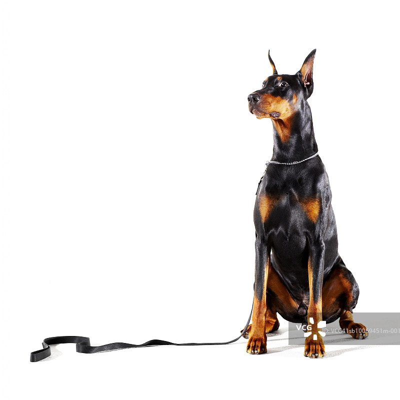 白色背景上系着皮带的杜宾犬图片素材