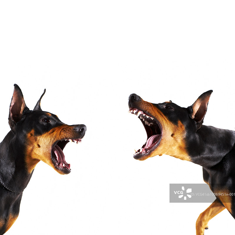 互相吠叫的杜宾犬图片素材