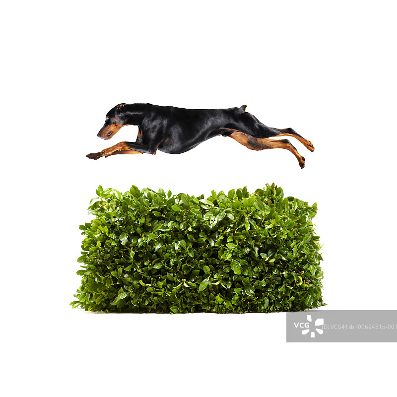 跳过树篱的杜宾犬摄影棚拍摄图片素材