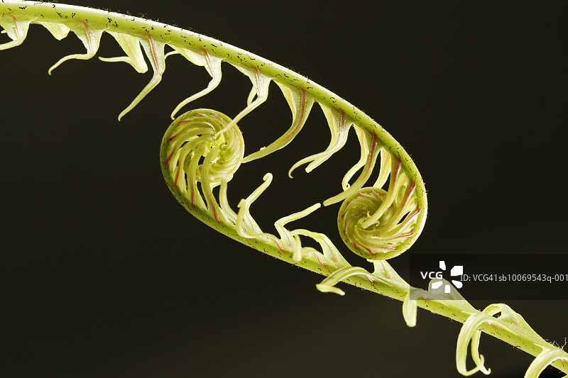 树蕨（Cyatheales）叶状体特写，工作室拍摄图片素材