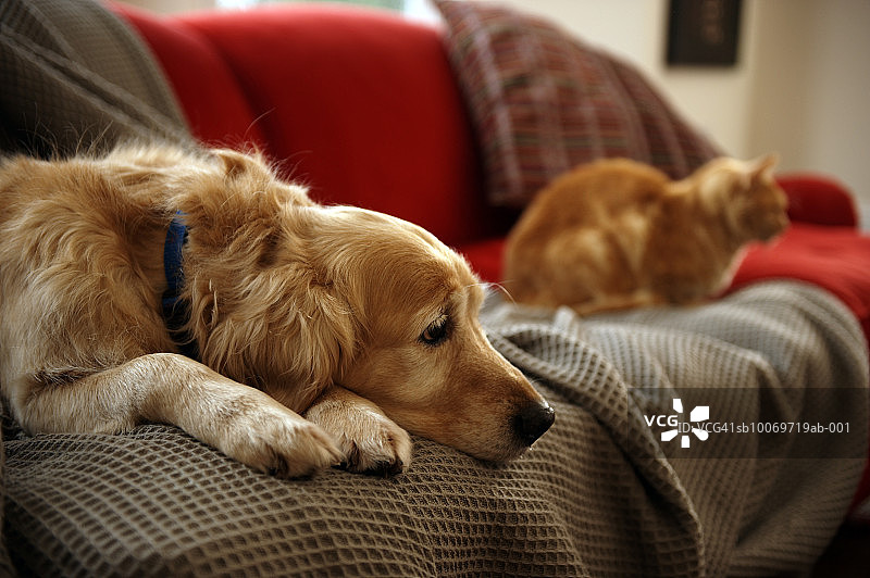 金毛犬与姜黄色虎斑猫在沙发上休息图片素材