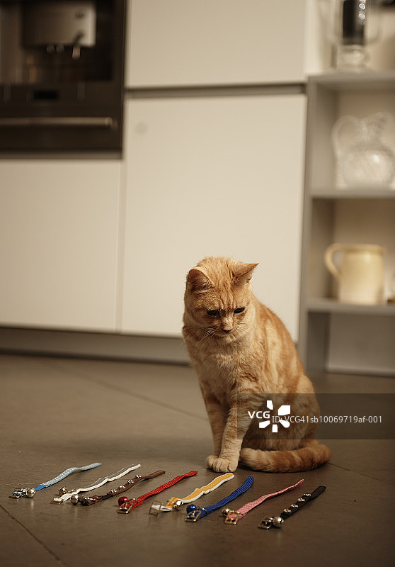 姜黄色虎斑猫坐在地板上看项圈图片素材