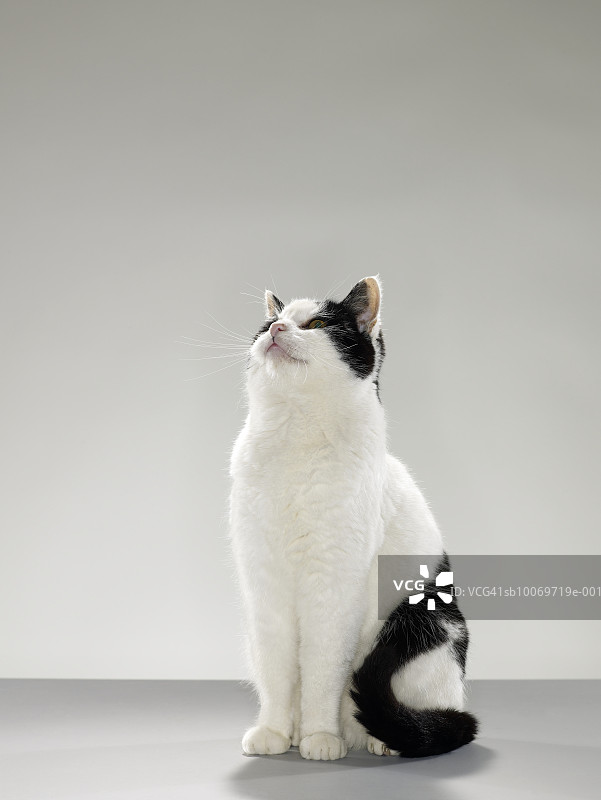 向上看的黑白猫图片素材