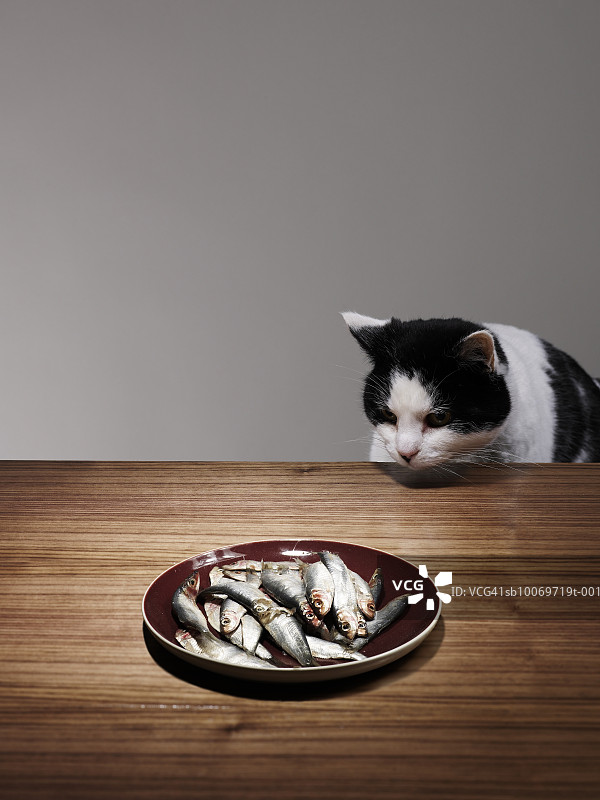 猫咪坐在桌旁看着盘子里的鱼图片素材