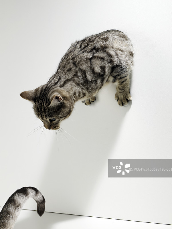 银虎斑猫从白墙的洞里向下看银虎斑猫的尾巴图片素材