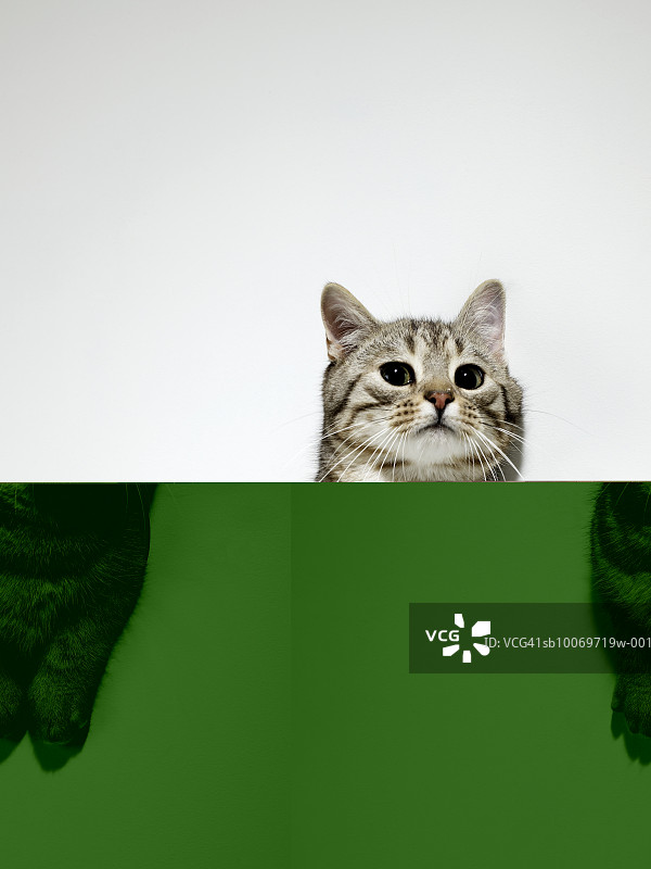 银色虎斑猫挤过墙上的洞图片素材