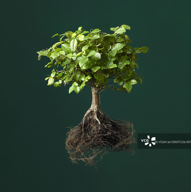 露出根部的盆景树，工作室拍摄图片素材