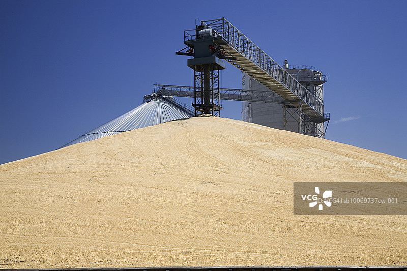 玉米粒堆图片素材