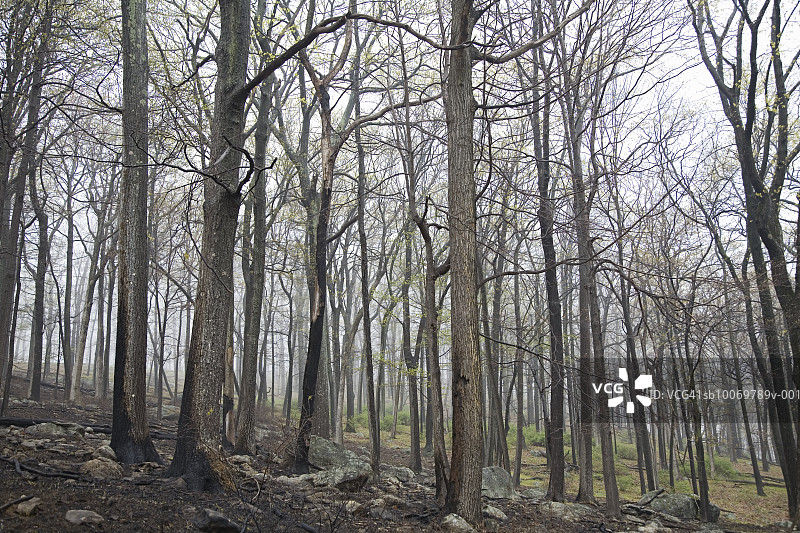 美国纽约州哈里曼州立公园，光秃秃的树木图片素材