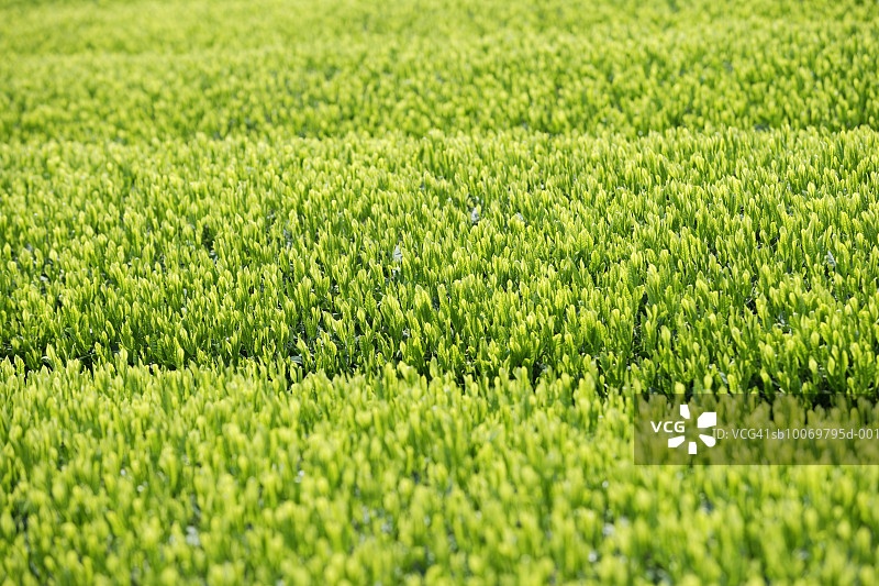 绿茶种植园特写图片素材