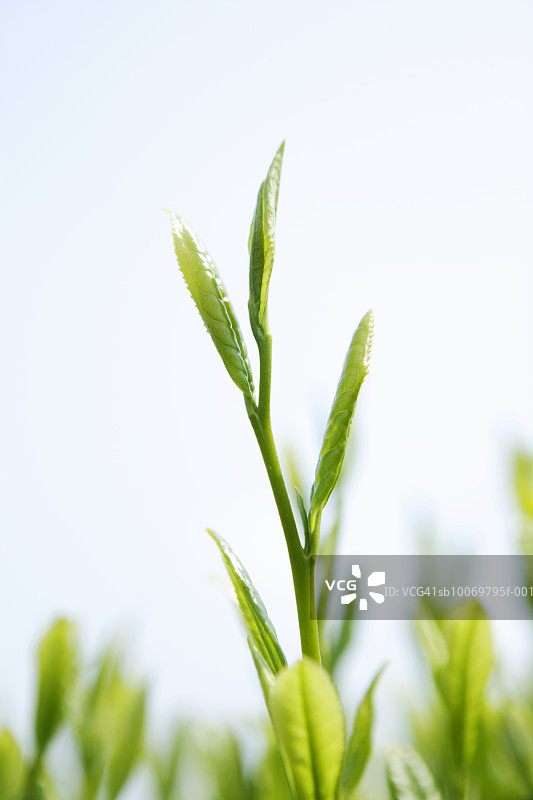 茶树枝特写，差异对焦图片素材