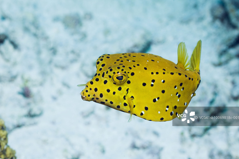 箱鲀（Ostracion cubicus）特写图片素材