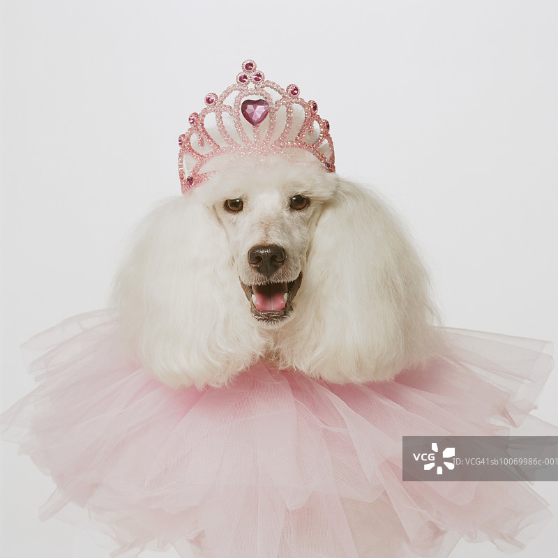 戴着粉色皇冠和粉色褶边的白色贵宾犬特写图片素材