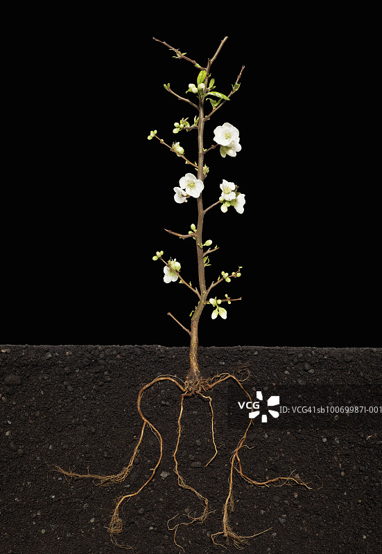 生长在土壤中的开花木瓜（雪梨），植物根部特写图片素材