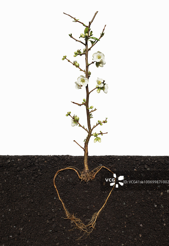 心形根部的贴梗海棠（Chaenomeles Nivalis）图片素材