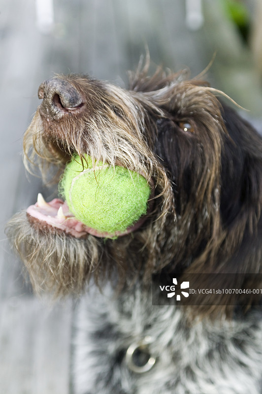 指示犬咬网球特写图片素材