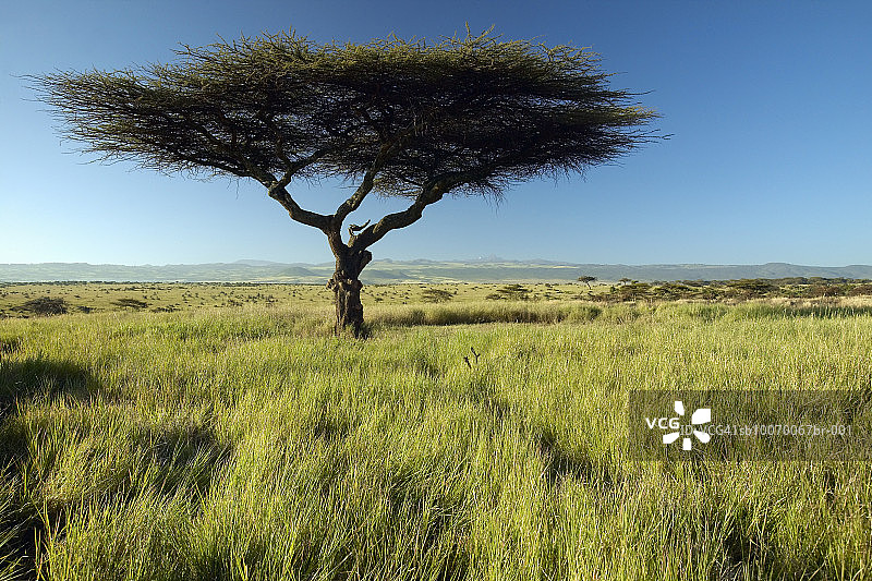 肯尼亚莱瓦野生动物保护区，稀树草原上孤独的金合欢树图片素材