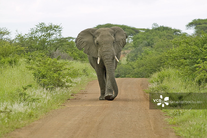 南非翁弗洛齐禁猎区，沿道路行走的雄象图片素材