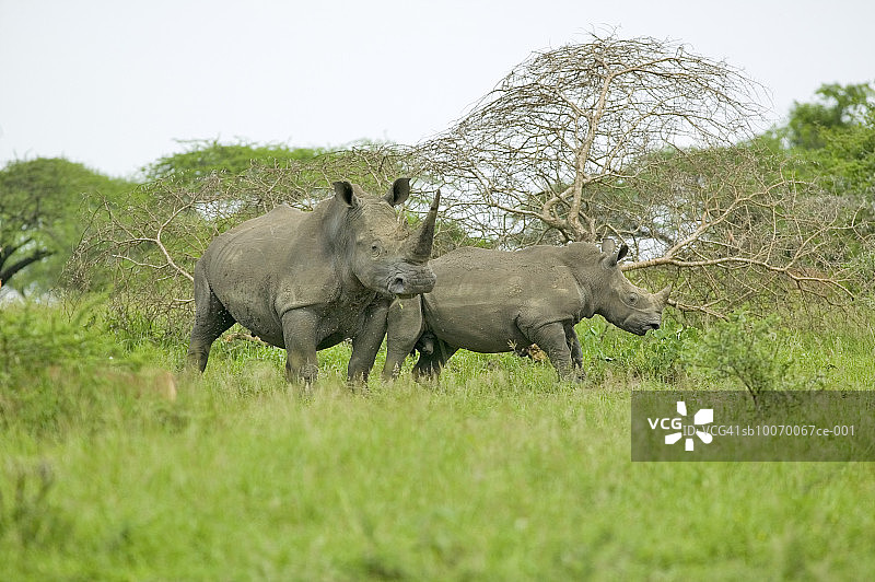 南非翁佛罗兹野生动物保护区，草地上两只白犀牛图片素材