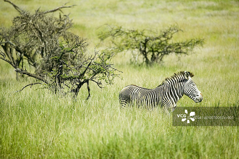 肯尼亚莱瓦野生动物保护区：草原上的普通斑马图片素材